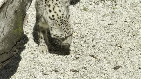 Snow Leopard Pulls Off an Incredible Backflip
