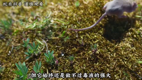 出来吃早餐的老鼠不幸遇上了掠食者，最终毒发身亡 #红隼 #沙蜥蜴 #动物世界