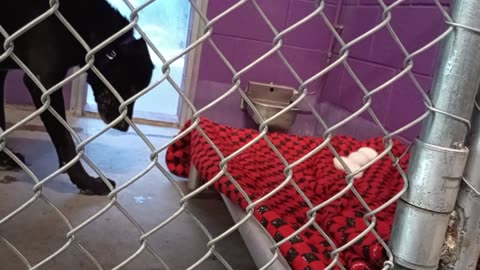 Rocky 3y Pet Id 948582 kennel 18 HSSAZ shelter he was kinda 'busy' no barks, all's groovy20250808264