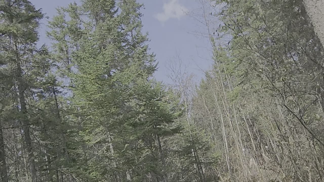 Wild life Road to the Mountain