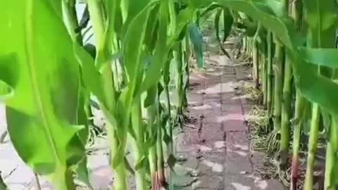 You can grow your food everywhere, even between bricks and rocks