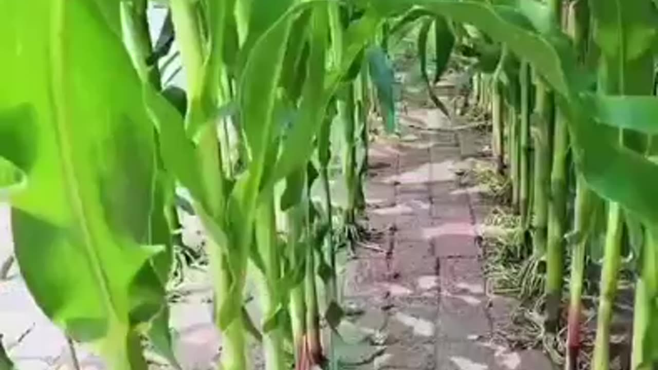 You can grow your food everywhere, even between bricks and rocks