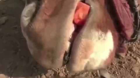 Tom The Horse Actor