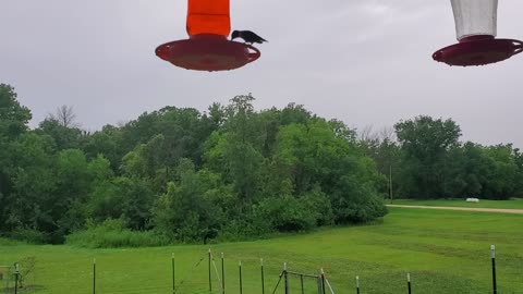 Humming Birds 7-11-25