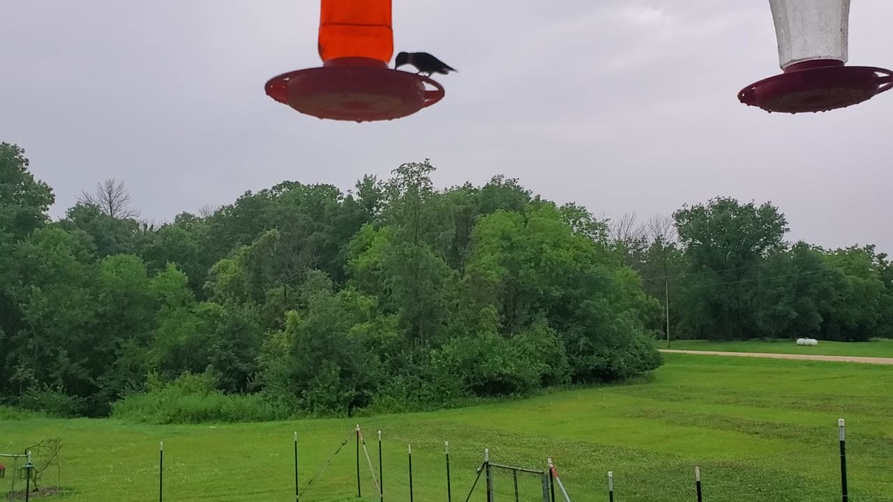 Humming Birds 7-11-25
