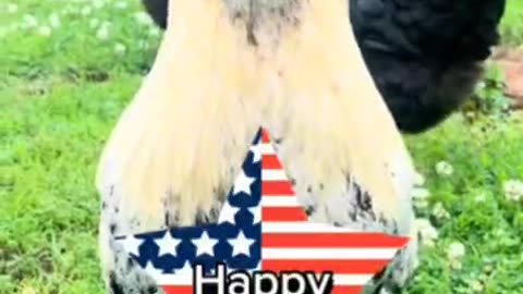 Happy 4th of July