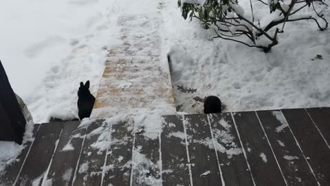 More snowy porch time with the swarm. #SparklegleamFarm #Bunny #homestead #rabbit #farmanimals #cute