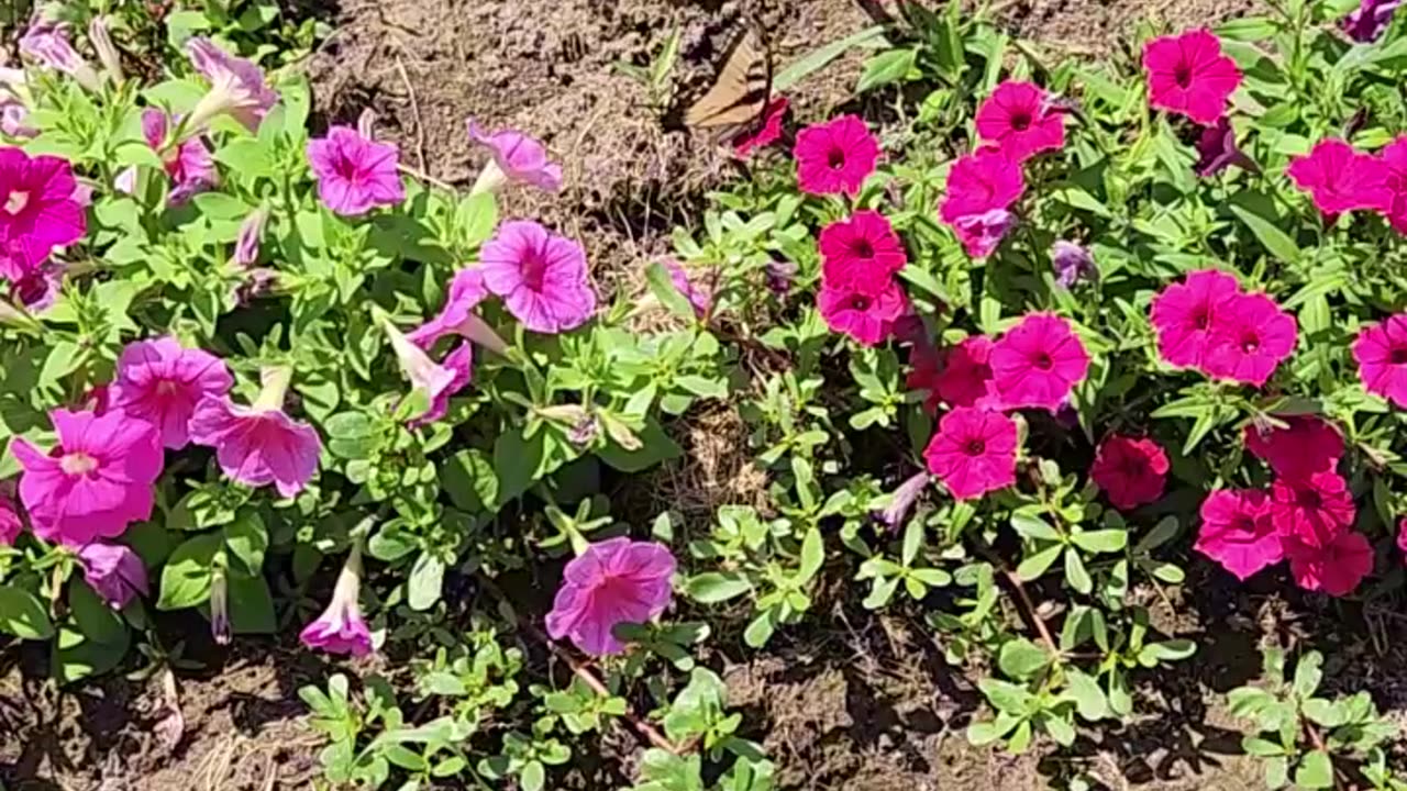 A humble Butterflies 3 minutes of fame.