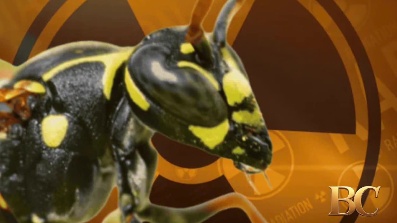Radioactive wasps found at South Carolina nuclear facility