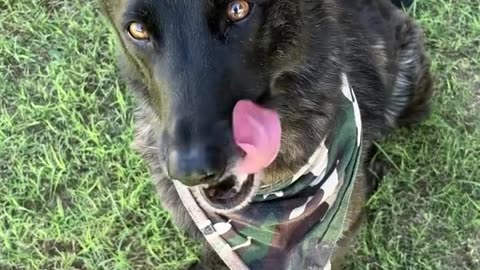 MY LITTLE HAM DOG LOVES HAM❤️LUNA THE DUTCH SHEPHERD