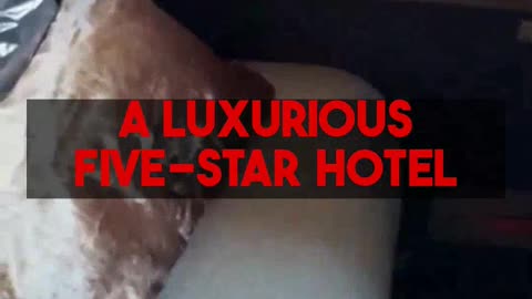 Affordable Business Class & 5-Star Hotels: Mighty Travels Premium guides!
			