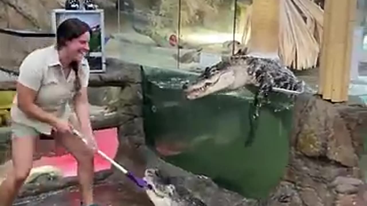 Funny entertainment video with alligator