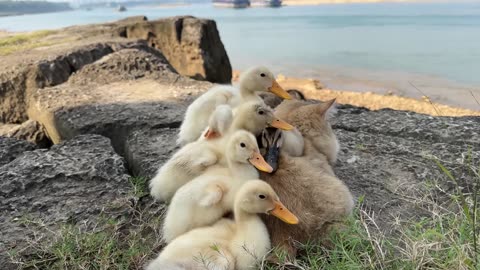 The kitten is so awesome that he tamed a group of ducklings!