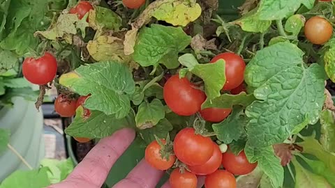 Harvesting Micro tomatoes in July