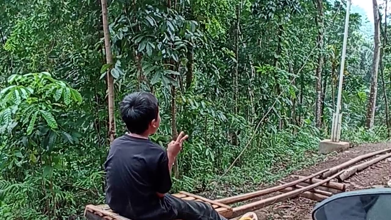 Rollercoaster in the Forest
