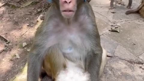 "Cutest Monkey Ever! Acting Like a Person 😂"
