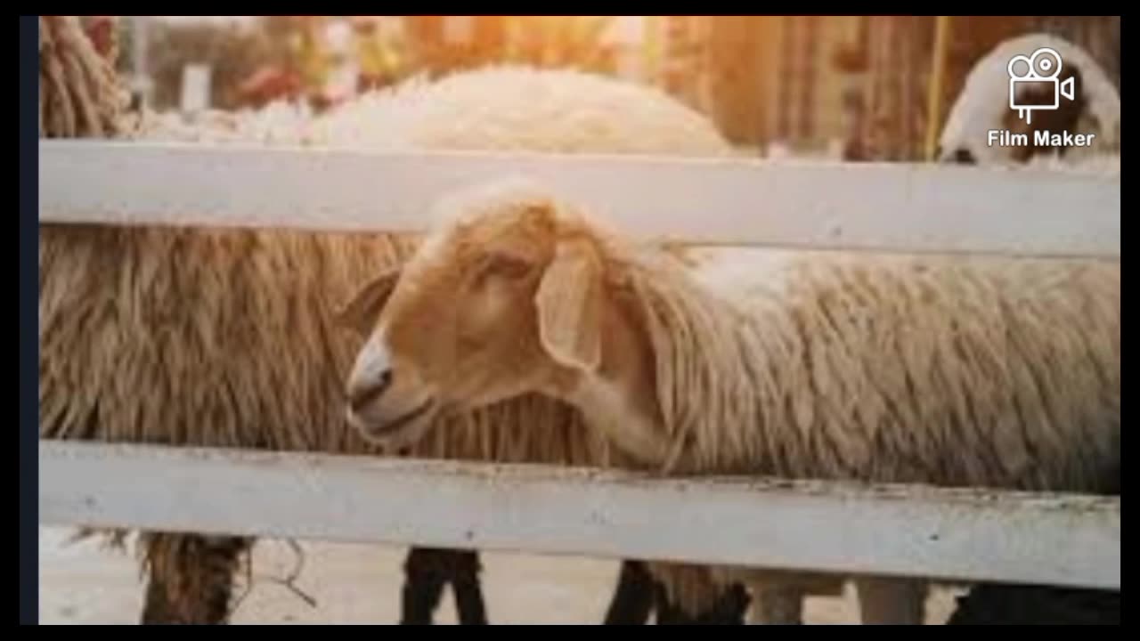 Passover and it's connection to Yeshua | a quick overview