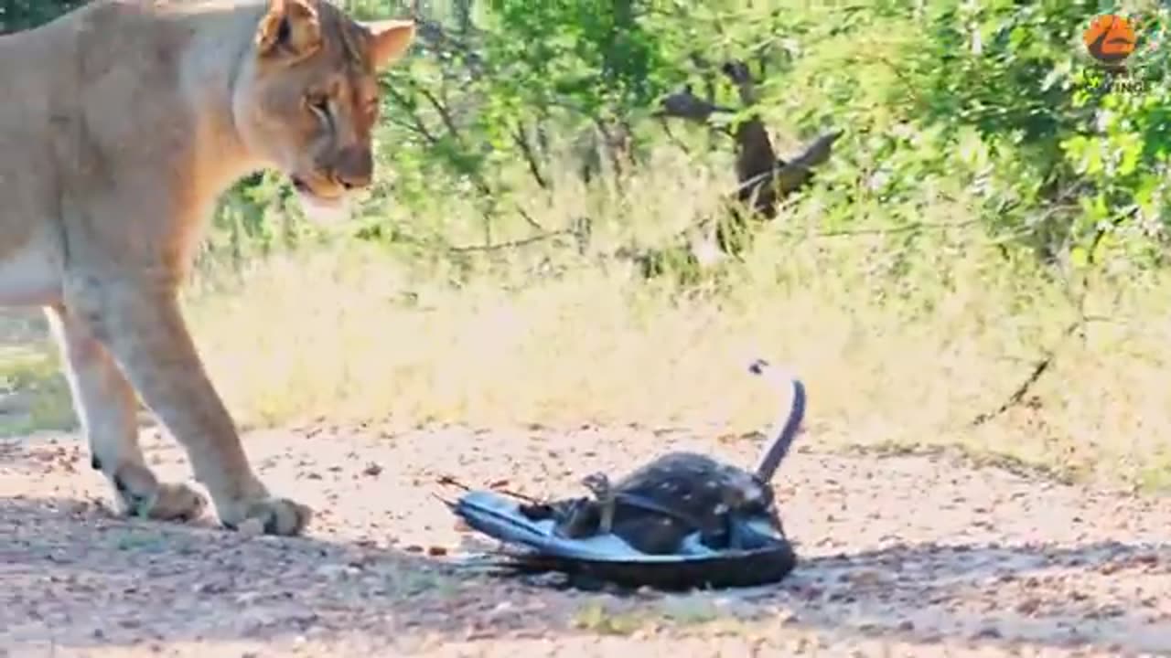 WILD CLASH! Lion vs Black Mamba vs Eagle: Who Will Reign Supreme?