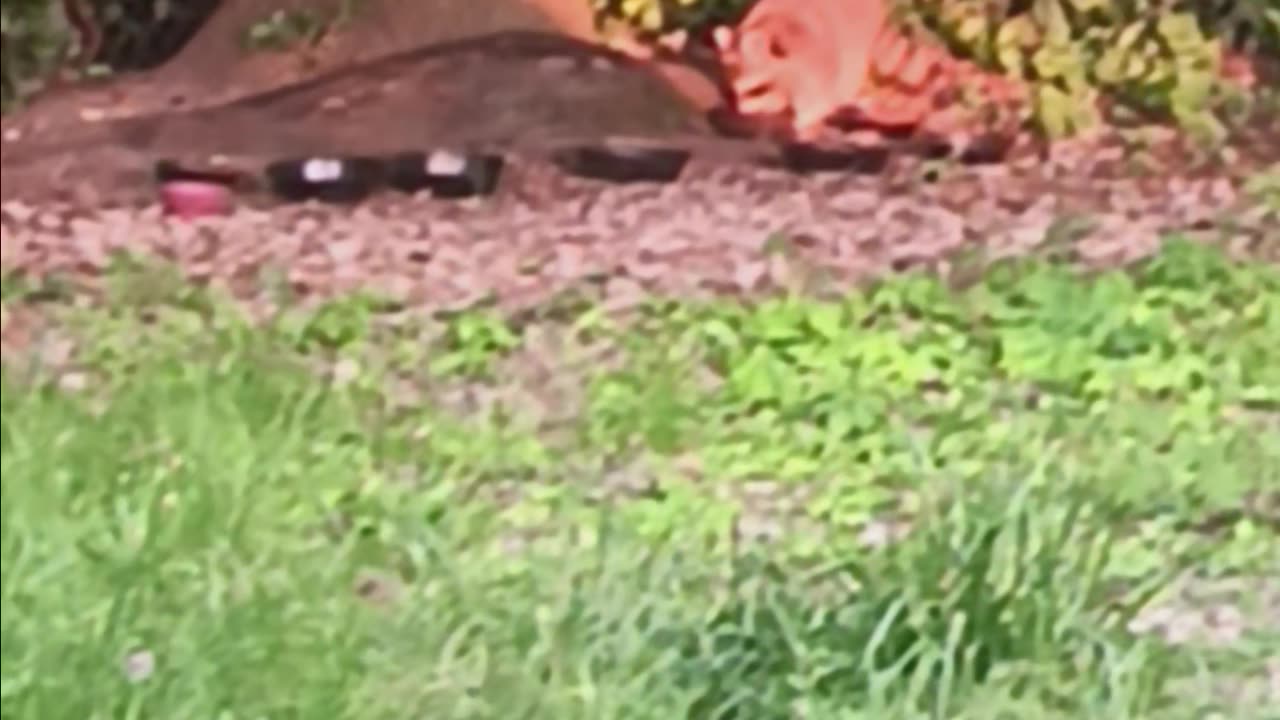Raccoon at sunset.
