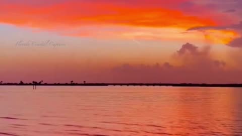 Sunset Serenity with a Special Visitor! 🌅💜