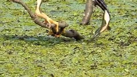 title😝😭Bird Tries to Feed Baby, But Another Bird Steals the Food! 😂#shorts#virelvideo