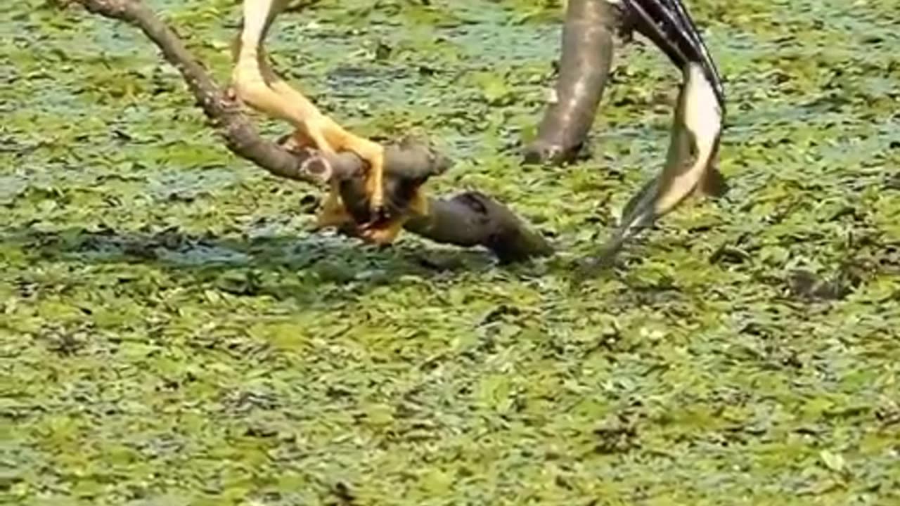 title😝😭Bird Tries to Feed Baby, But Another Bird Steals the Food! 😂#shorts#virelvideo