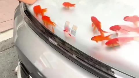 A car hood 🤯fish tank