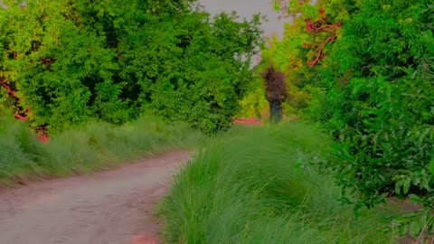My Village Video ❤ #maxrecords #larkana #sindh #pakistan
