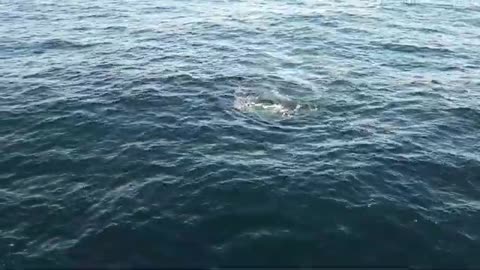 Whales