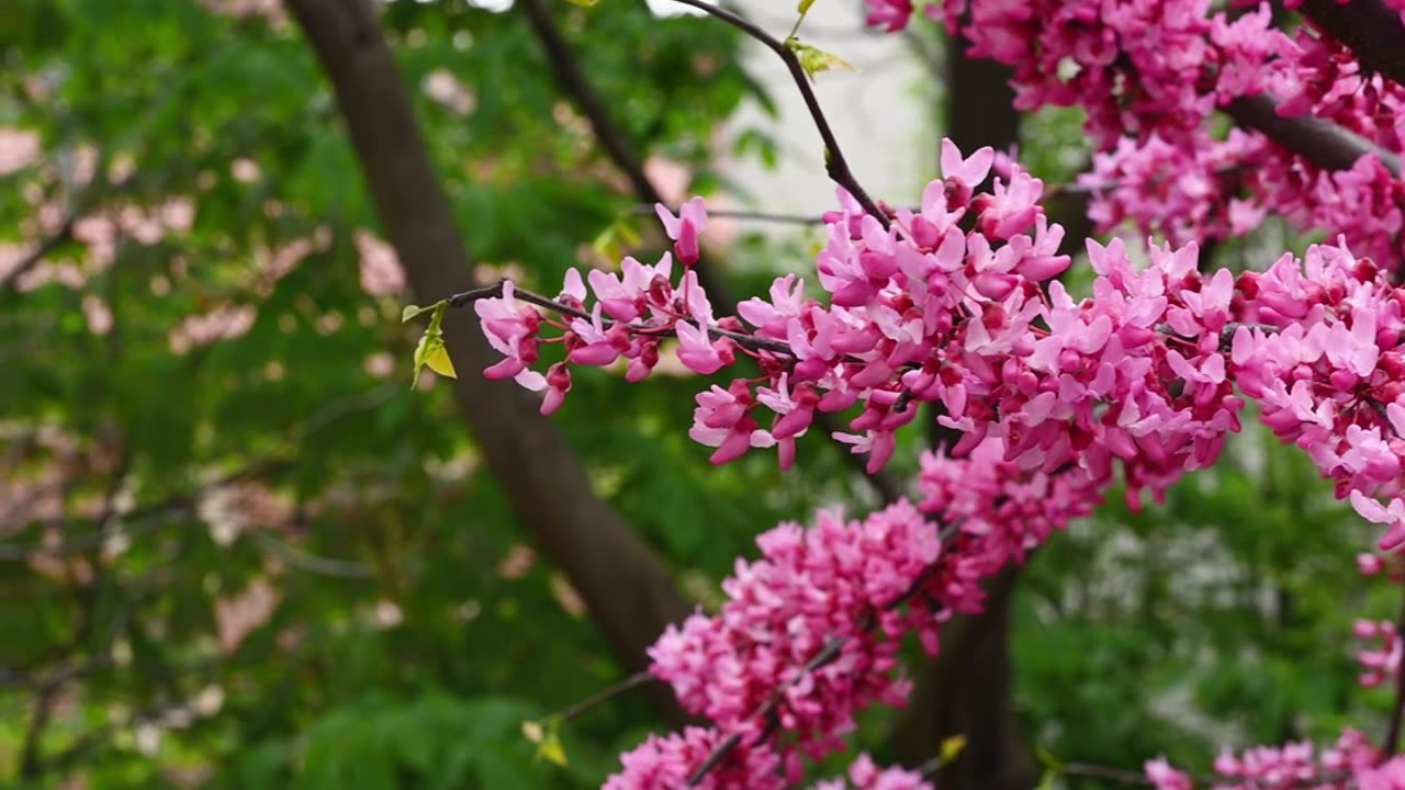 😊 45. ¡LO QUE CREES, DETERMINA LO QUE ATRAES! Santiago 4:3 😊