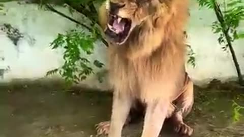 animals