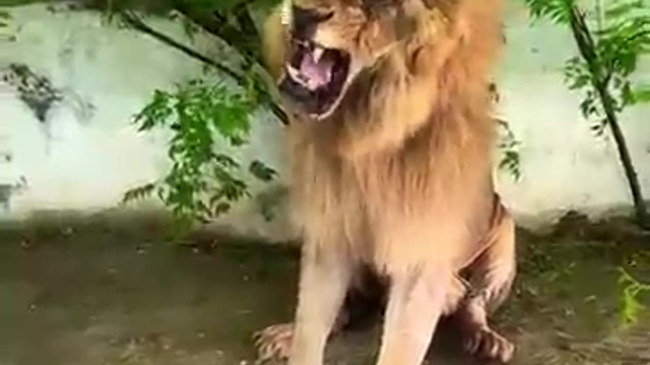 animals