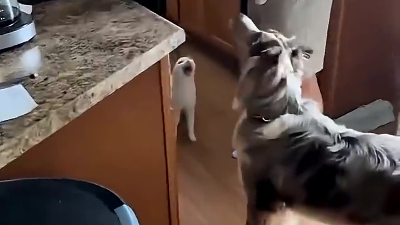 Bet you can’t watch 10 seconds without laughing