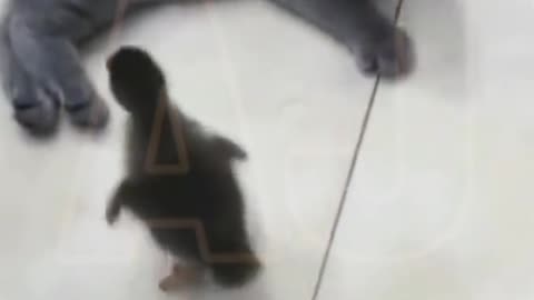 Funny video