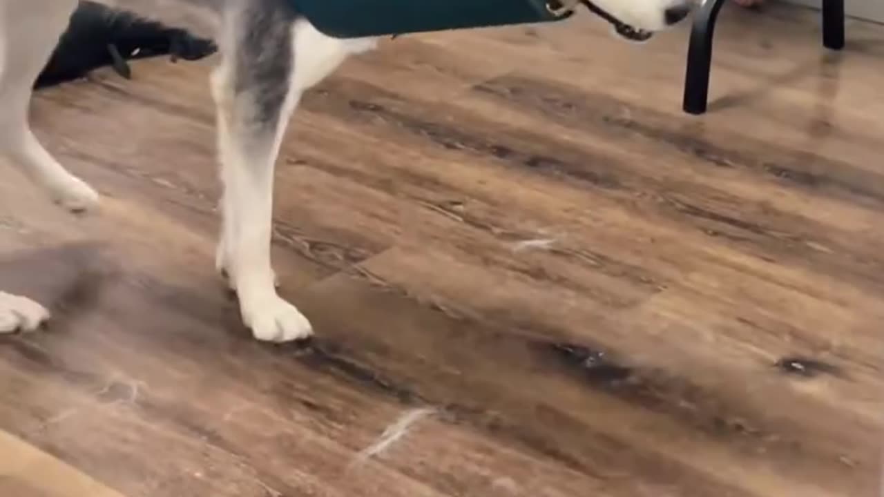 HUSKY SATURDAY 4-5-25