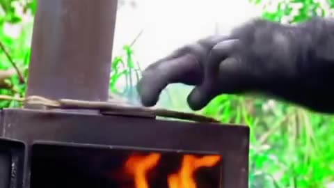 Camping in jungle