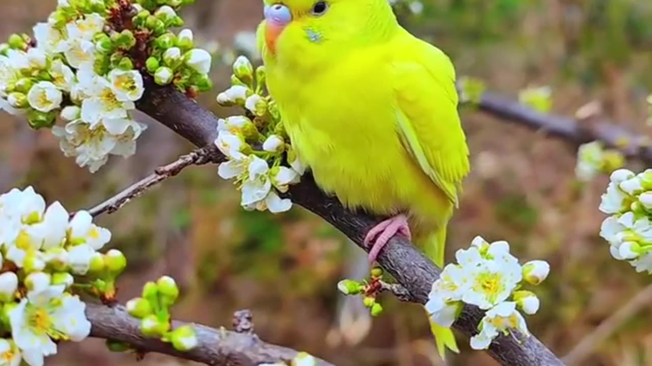 Animals video