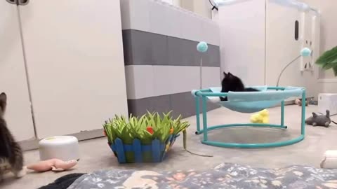 Cat toys are a gadget 🐈 😅