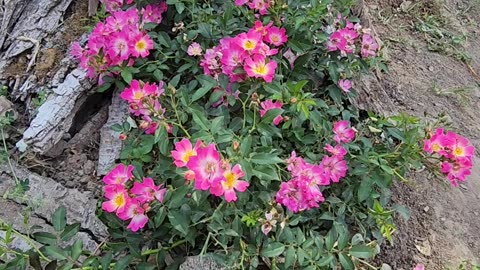 Check in Penthouse Suite #18 Champion Pink Drift Rose Grooving breeze.