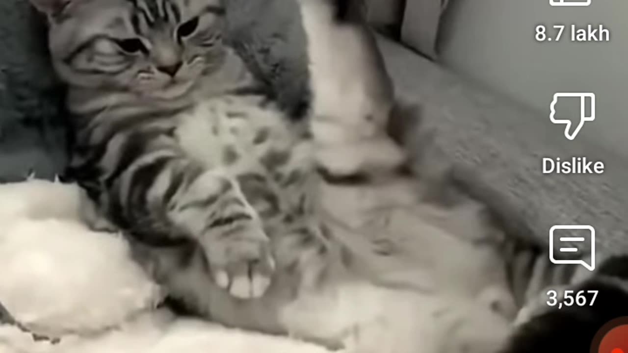 Animal funny video