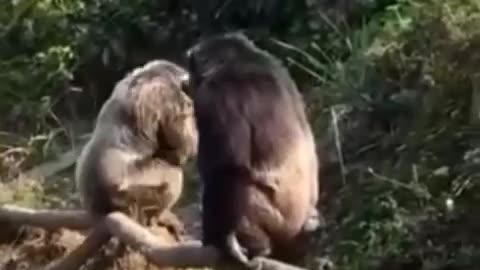 😂🐒 Monkey at Zoo! | FunFM