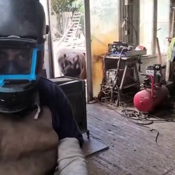 The Figen - L’âne vient voir son propriétaire le matin pour le serrer dans ses bras.