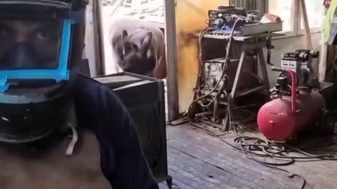 The Figen - L’âne vient voir son propriétaire le matin pour le serrer dans ses bras.