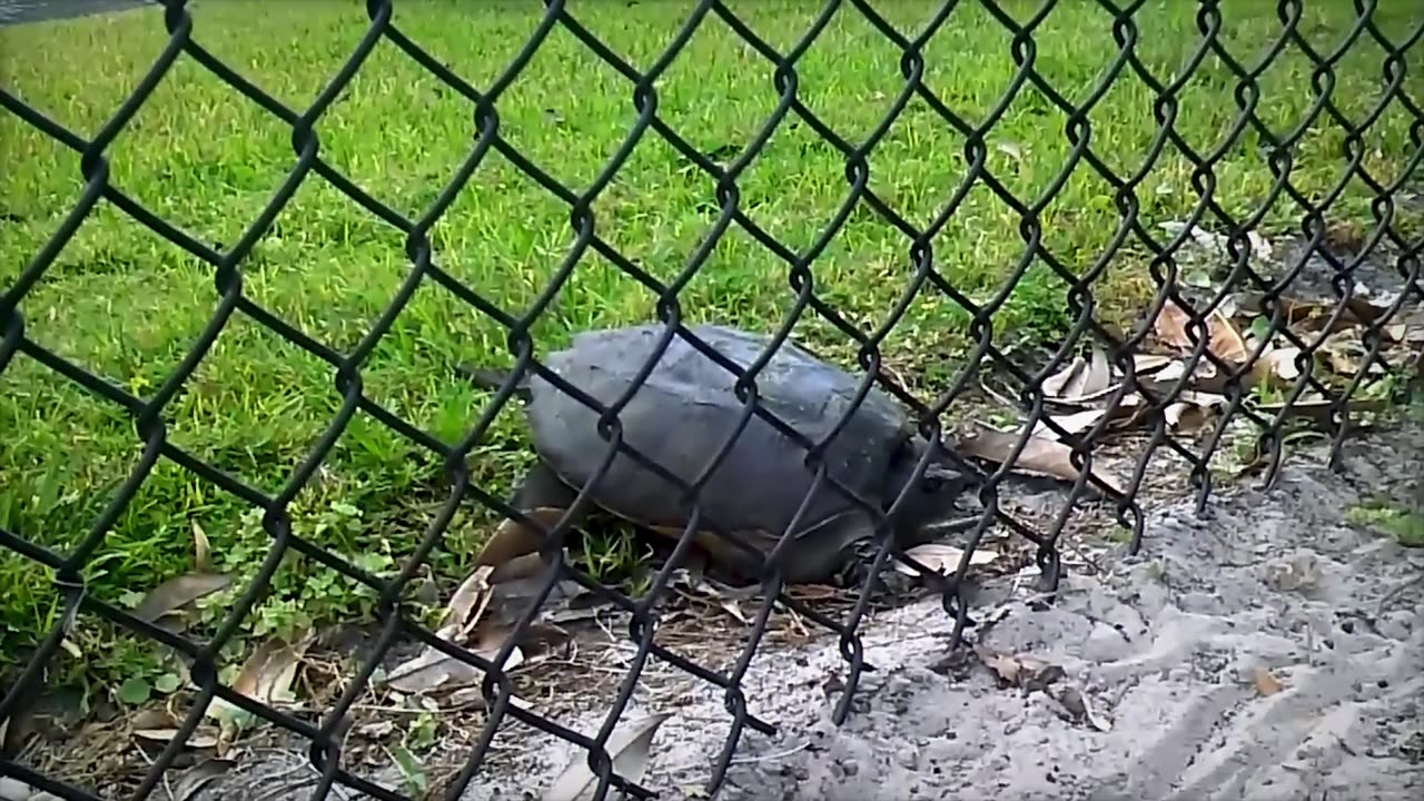 Unbelievable Backyard Animal Encounters Caught on Camera