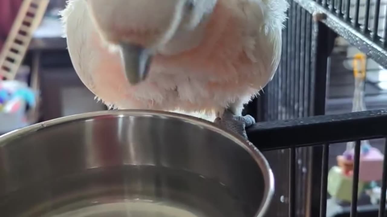 I Love Watching Sunny Boy Drink Water