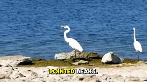 The graceful stork