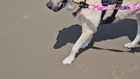 First time at the beach