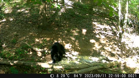 Bears Mid July 2025