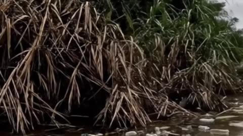 BEFORE and AFTER Dead River"-“Living Water"#SaveThePlanet #Ocean #Rivers #Pollution