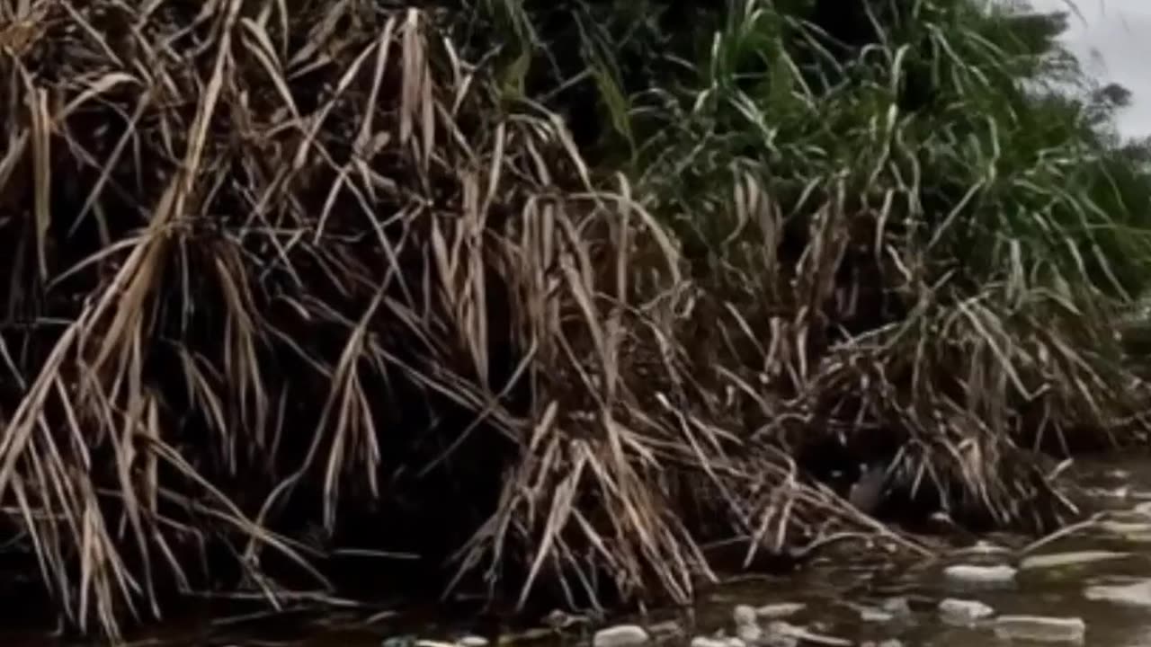 BEFORE and AFTER Dead River"-“Living Water"#SaveThePlanet #Ocean #Rivers #Pollution